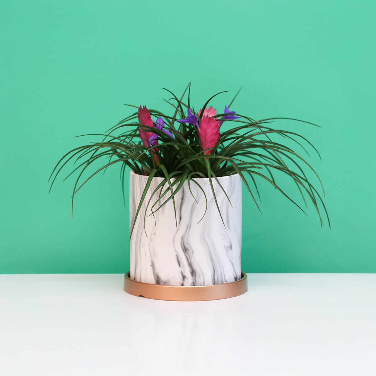 Pink Quill - Tillandsia 'Cyanea'