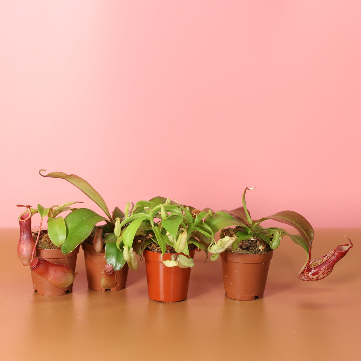 Carnivorous Plant Bundle