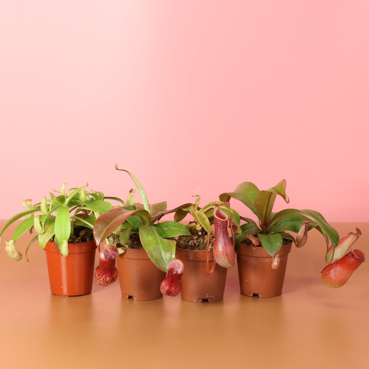 Carnivorous Plant Bundle