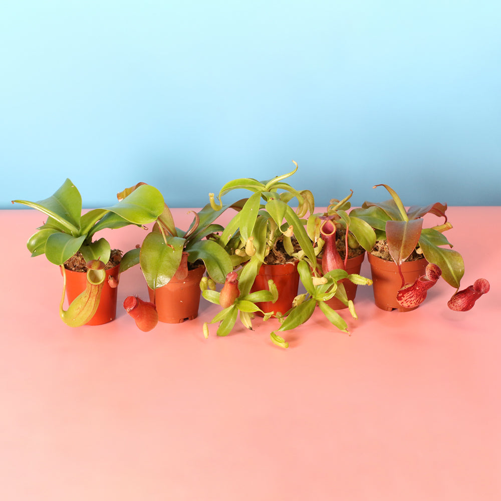 Carnivorous Plant Bundle
