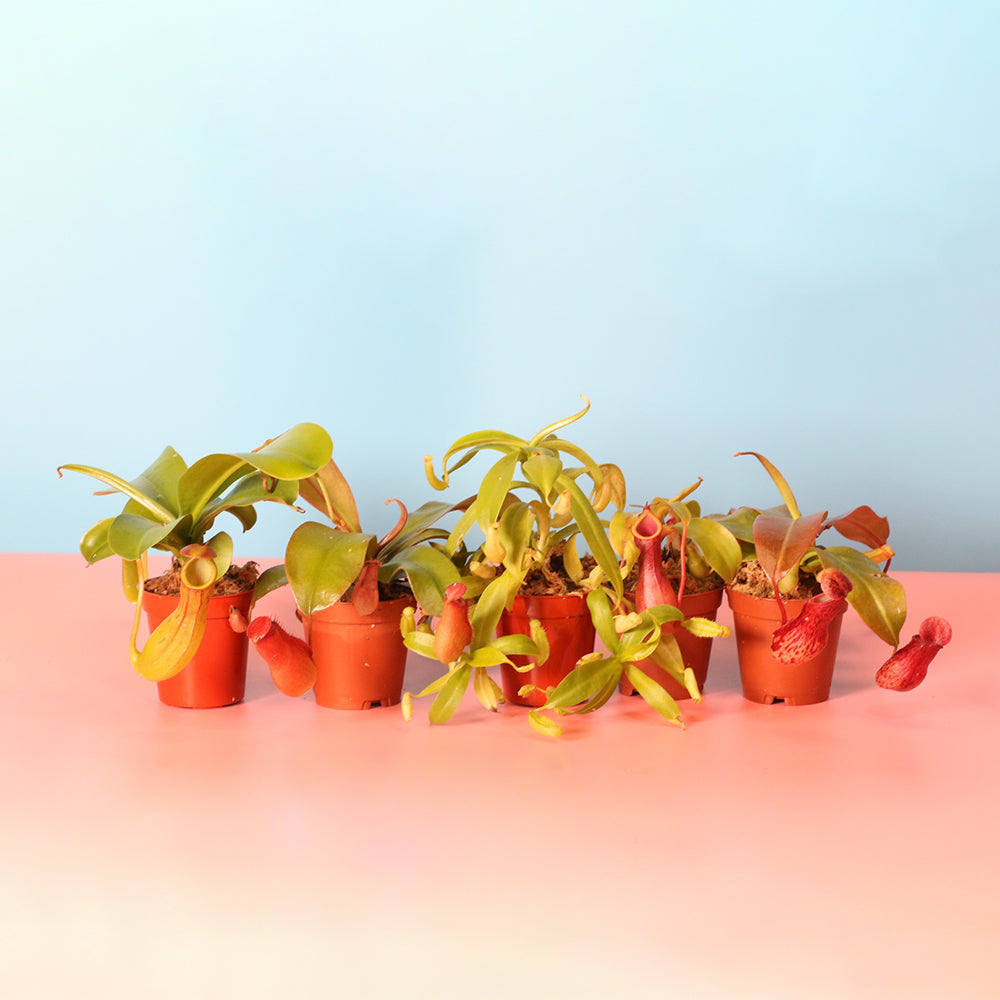 Carnivorous Plant Bundle