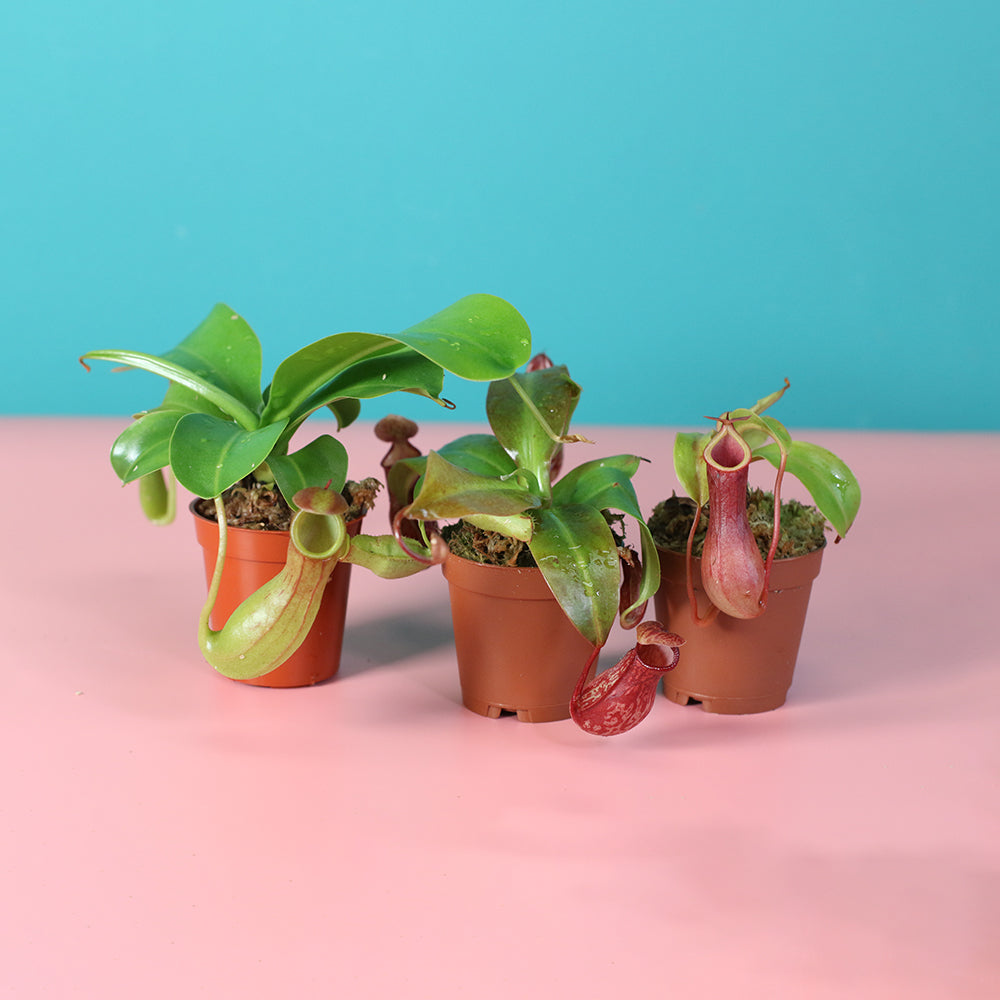 Carnivorous Plant Bundle