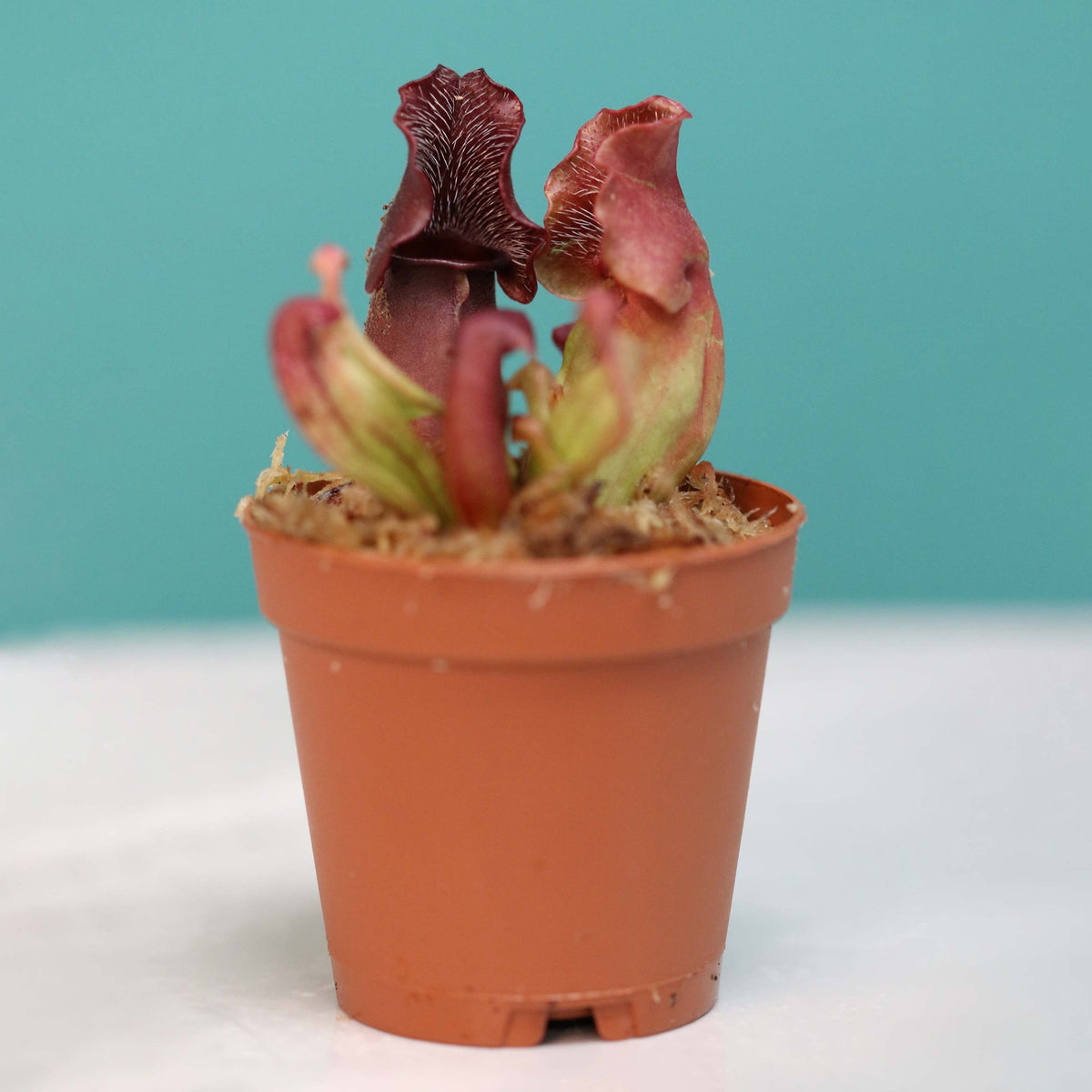 Sarracenia Purpurea 'Venosa Red' Carnivorous Plant