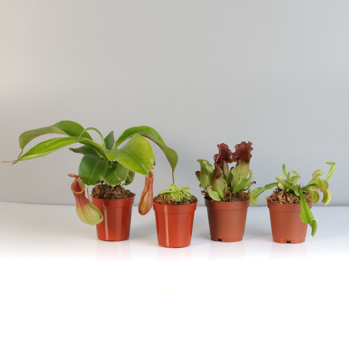 Carnivorous Plant Bundle