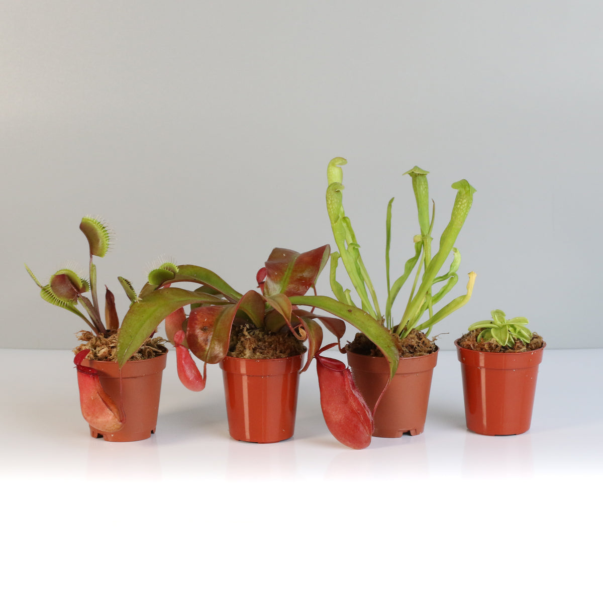 Carnivorous Plant Bundle