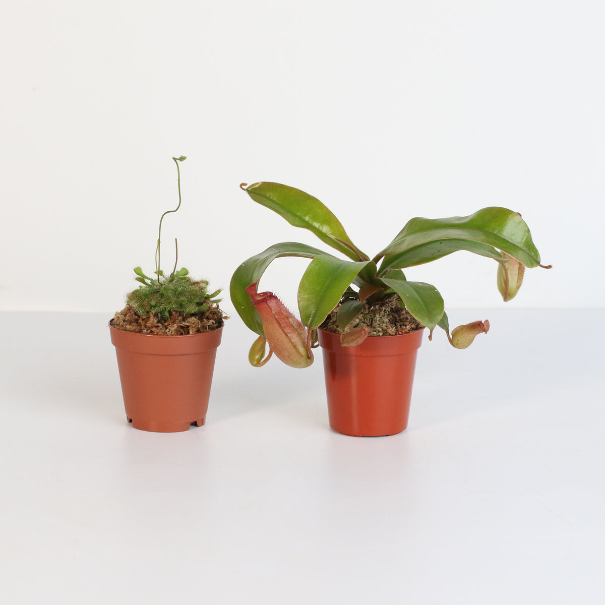 Carnivorous Plant Bundle