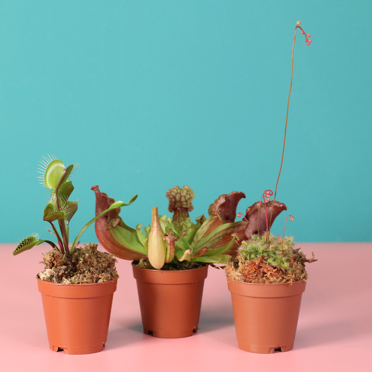 Carnivorous Plant Bundle
