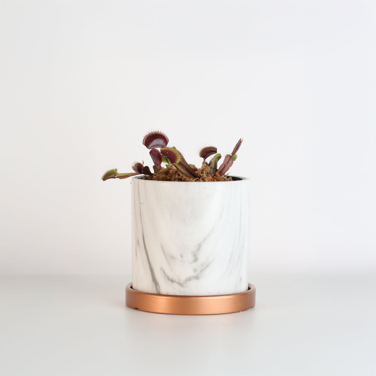 Red Venus Fly Trap in 4.5" Ceramic Daphne Planter.