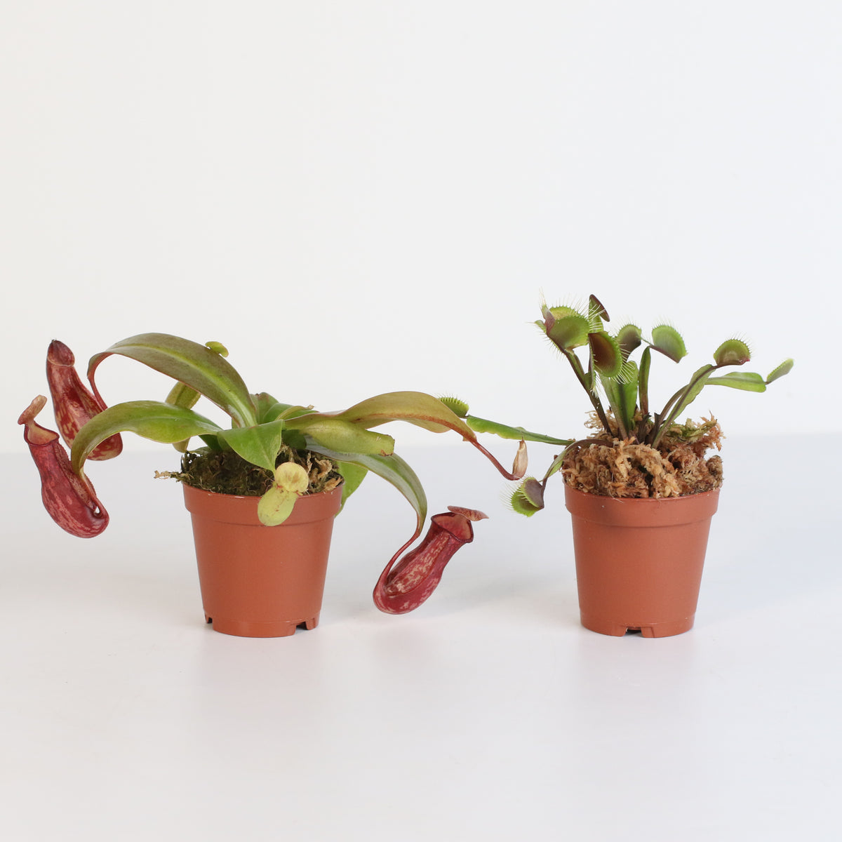 Carnivorous Plant Bundle