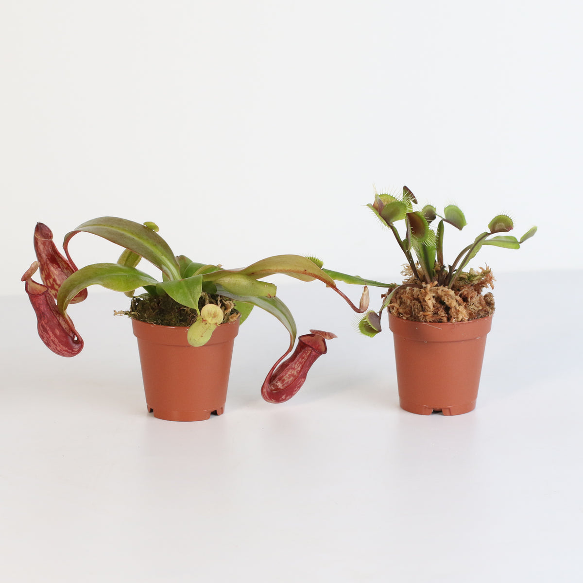 Carnivorous Plant Bundle
