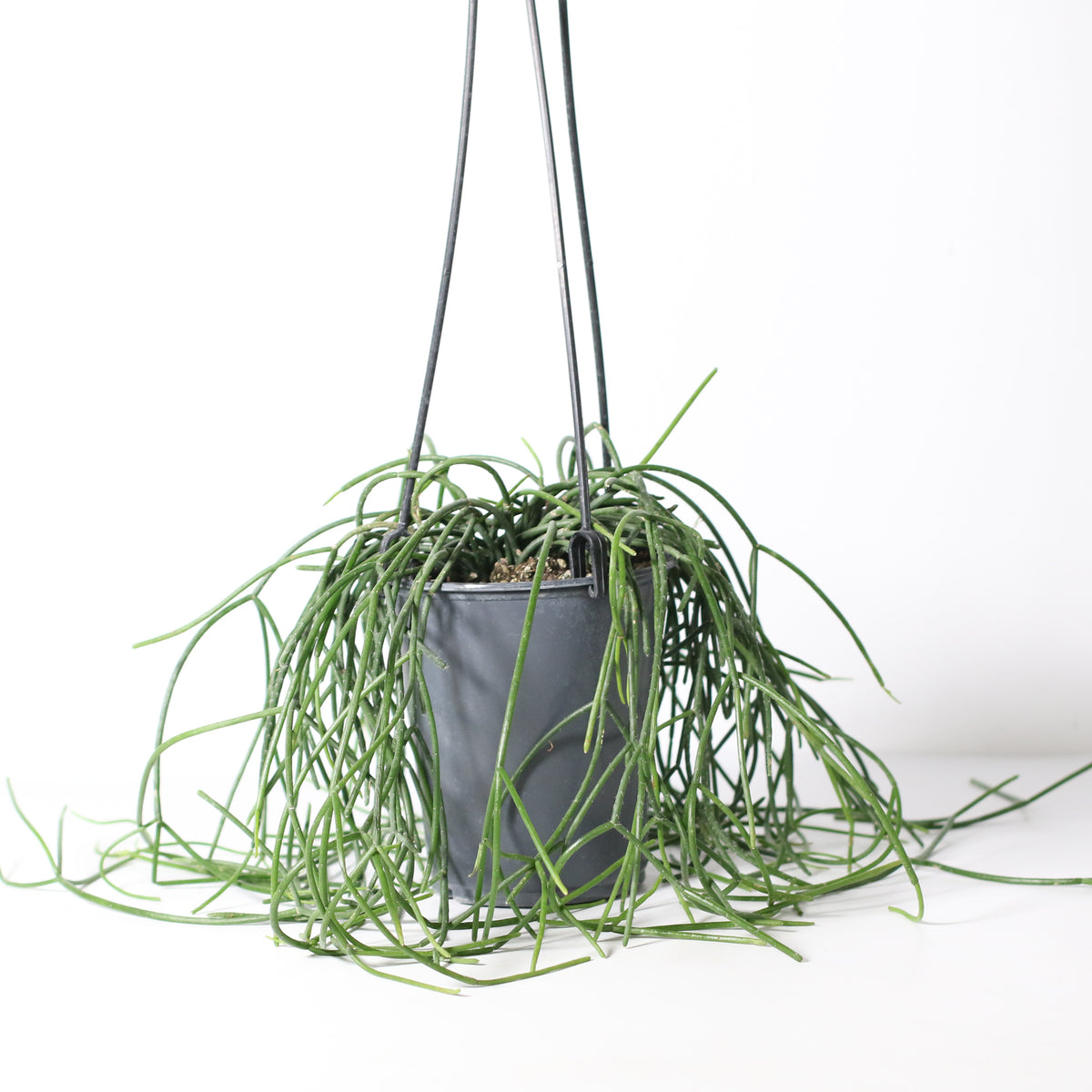 Rhipsalis Campos Portoana-Mistletoe Cactus Plant