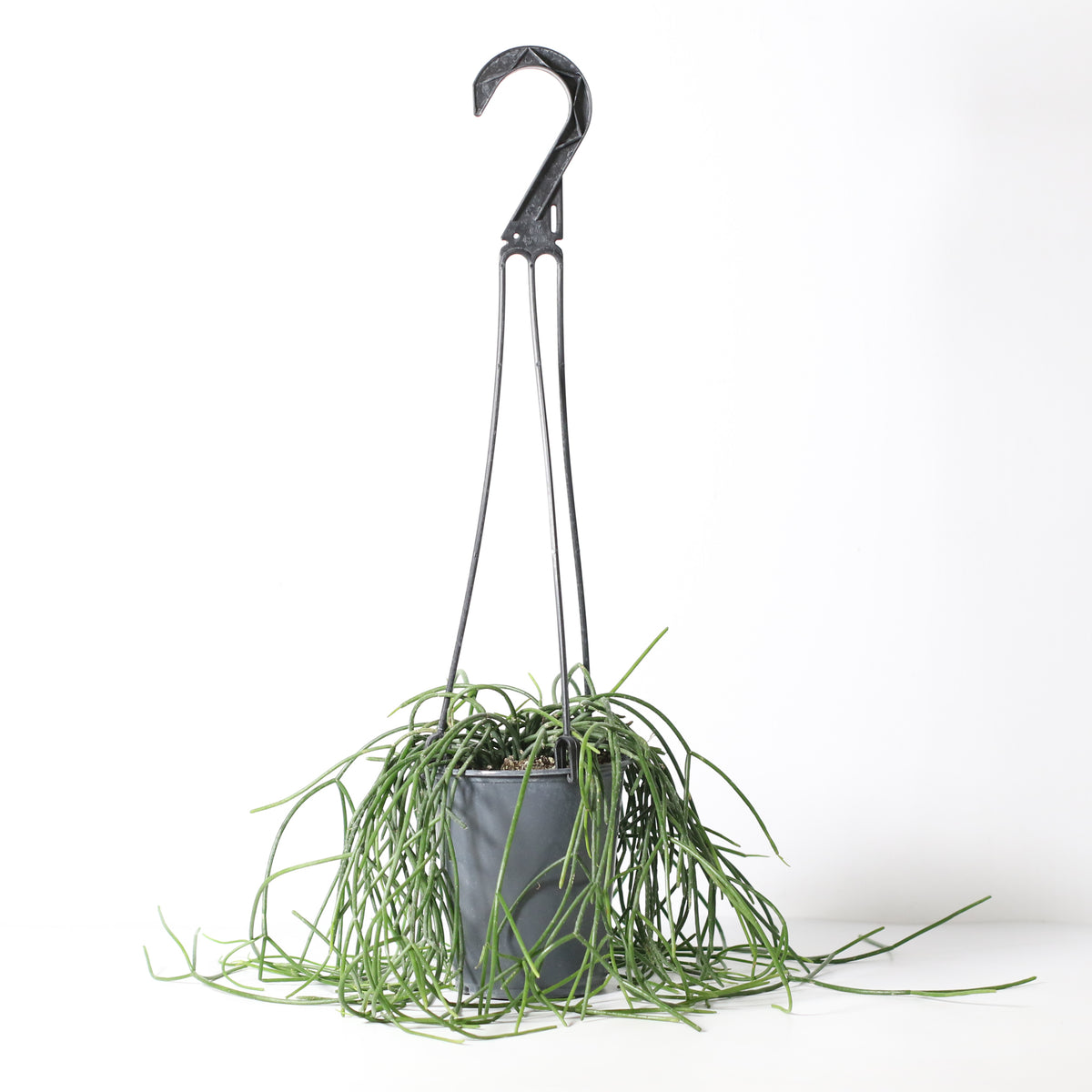 Rhipsalis Campos Portoana-Mistletoe Cactus Plant