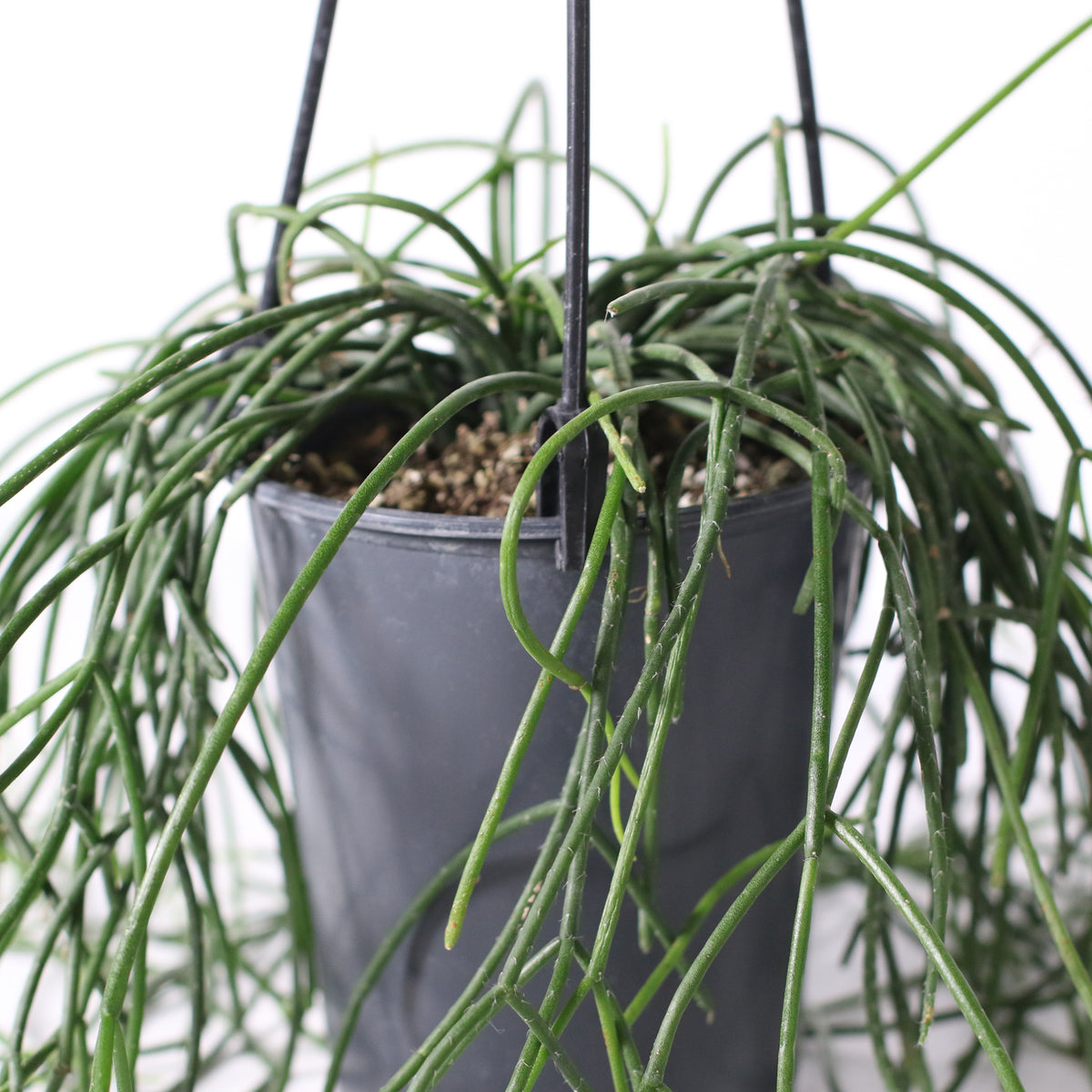 Rhipsalis Campos Portoana-Mistletoe Cactus Plant