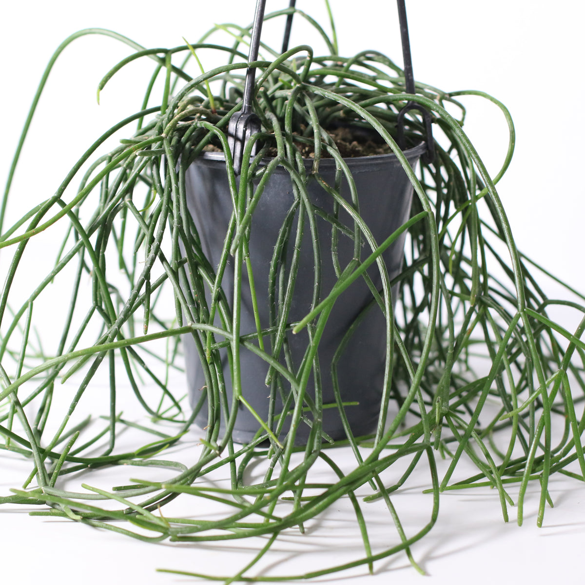 Rhipsalis Campos Portoana-Mistletoe Cactus Plant