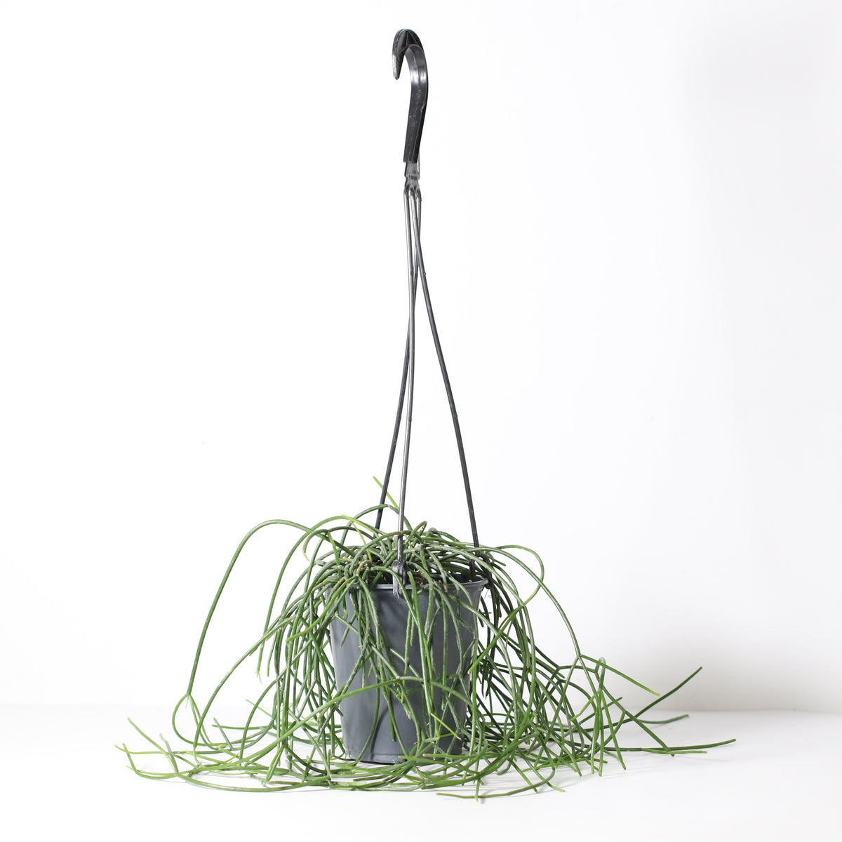 Rhipsalis Campos Portoana-Mistletoe Cactus Plant