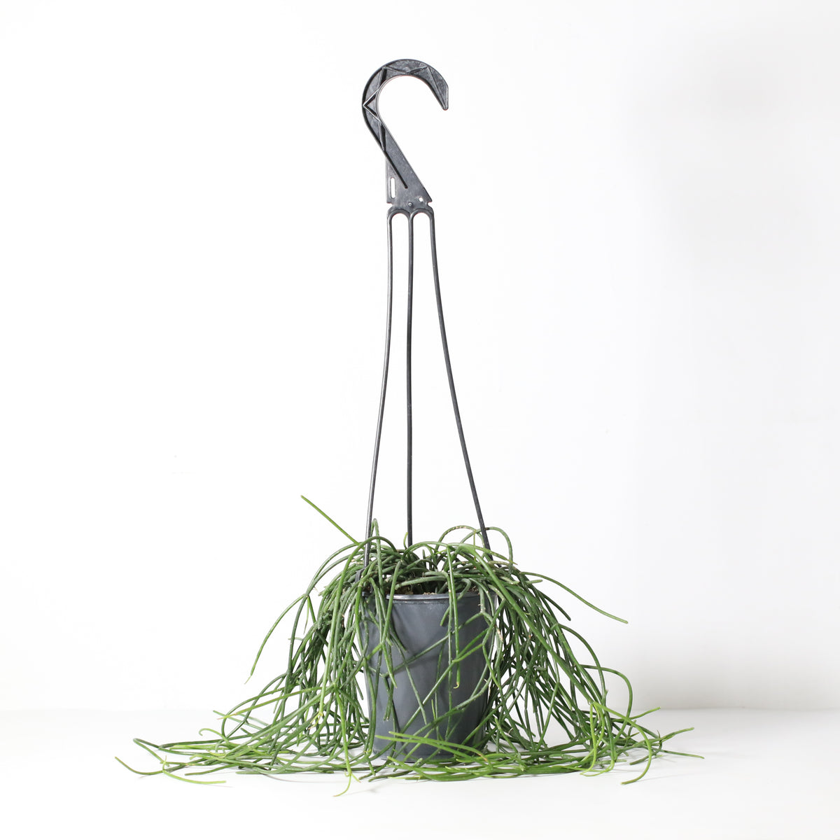 Rhipsalis Campos Portoana-Mistletoe Cactus Plant