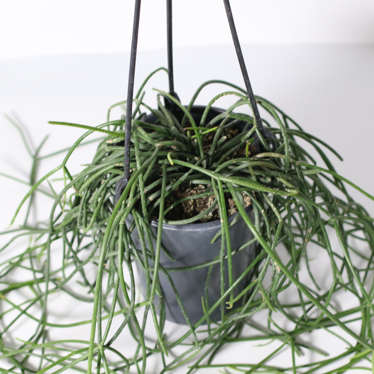 Rhipsalis Campos Portoana-Mistletoe Cactus Plant