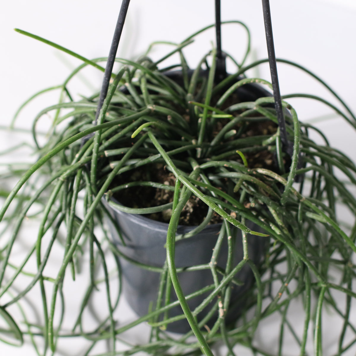 Rhipsalis Campos Portoana-Mistletoe Cactus Plant