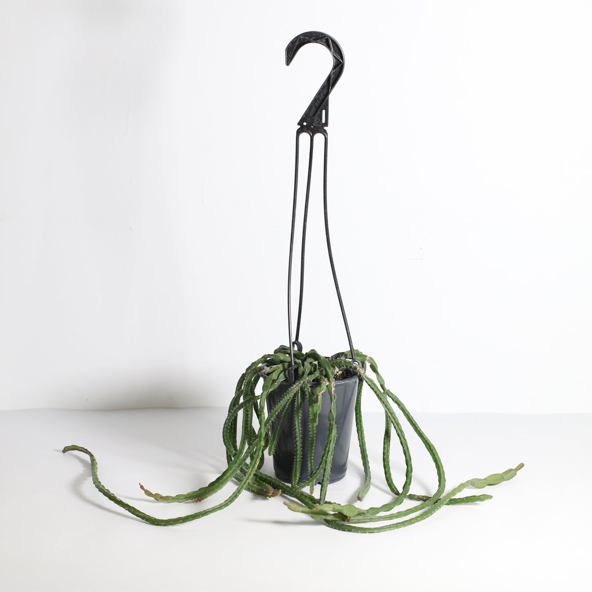 Rhipsalis Paradoxa Chain Succulent Mistletoe Cactus