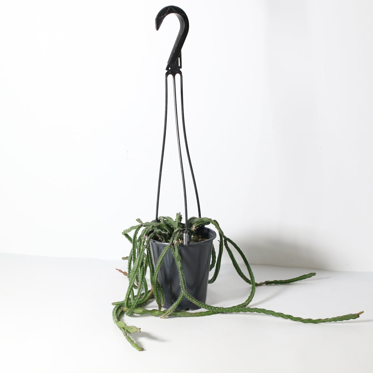 Rhipsalis Paradoxa Chain Succulent Mistletoe Cactus