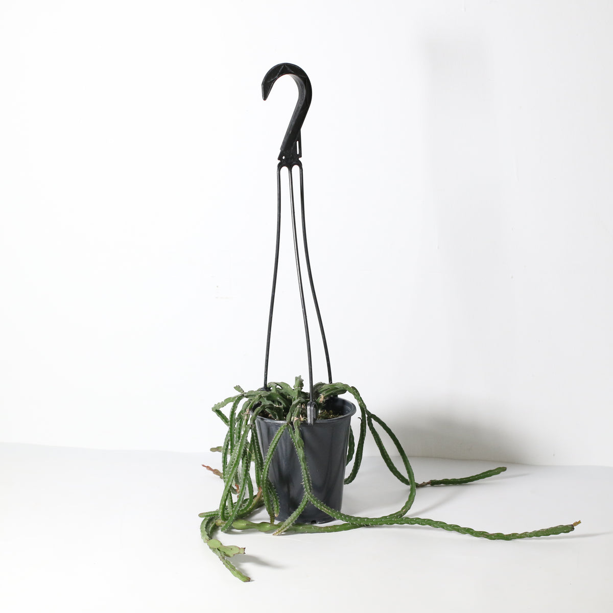 Rhipsalis Paradoxa Chain Succulent Mistletoe Cactus