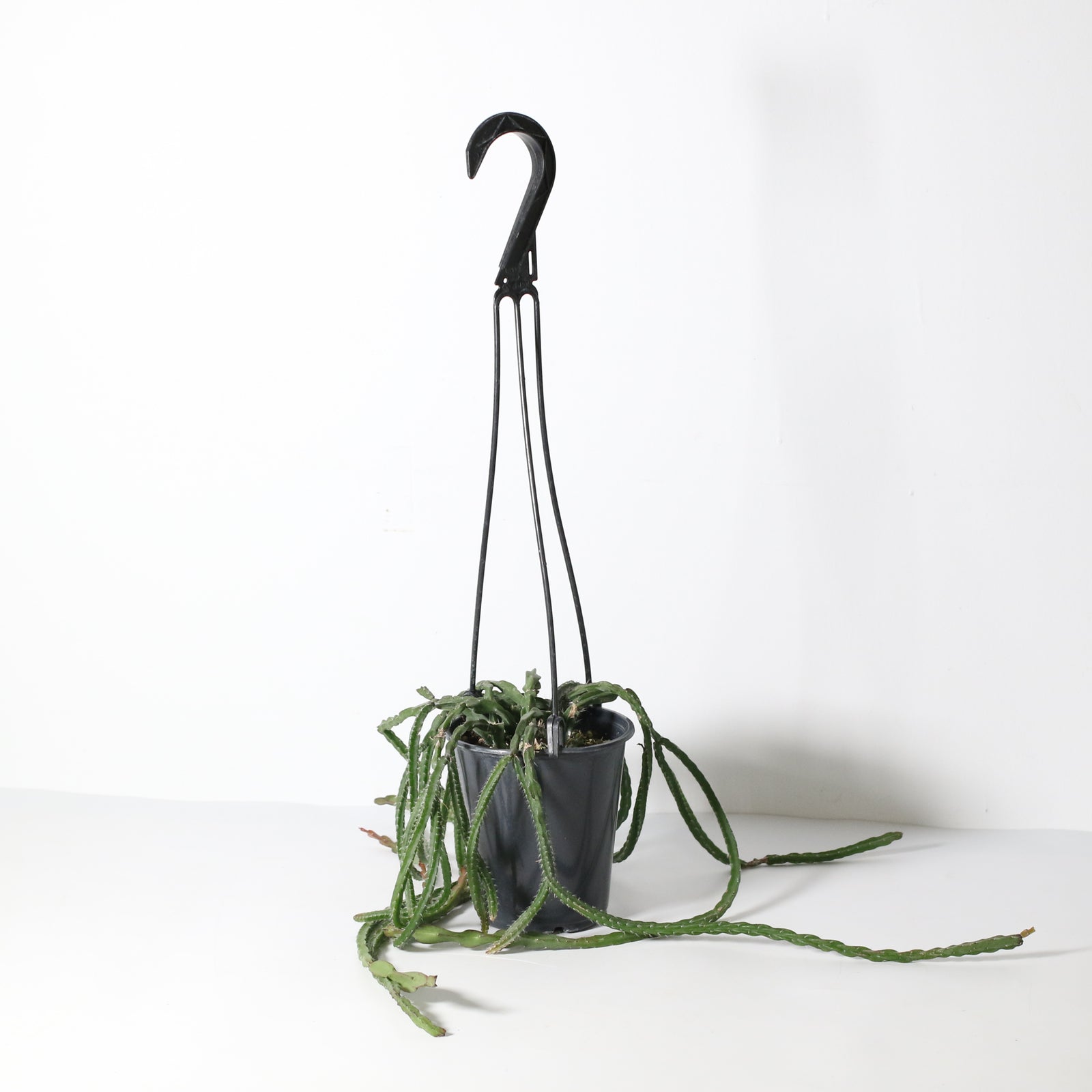 Rhipsalis Paradoxa Chain Succulent Mistletoe Cactus