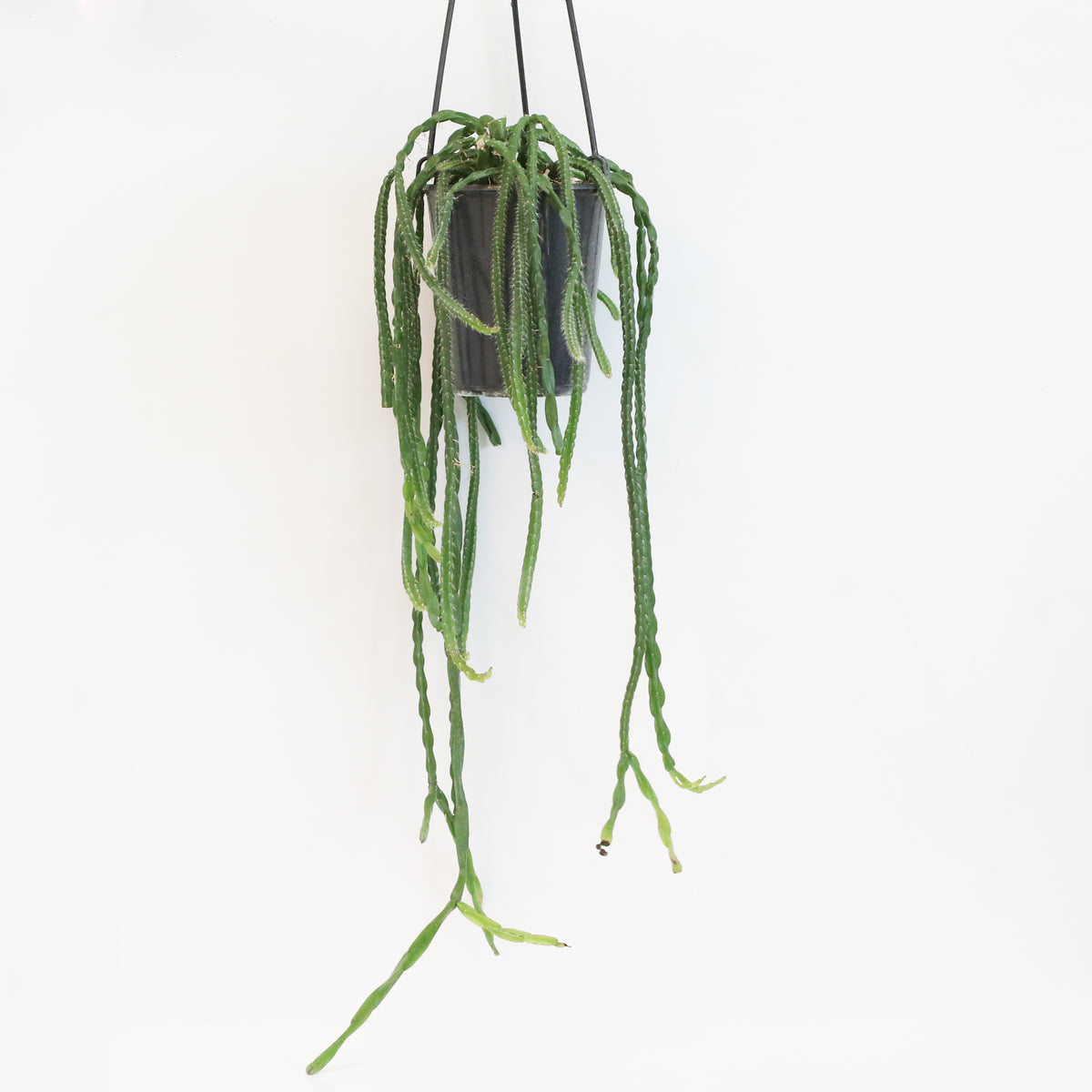 Rhipsalis Paradoxa Chain Succulent Mistletoe Cactus