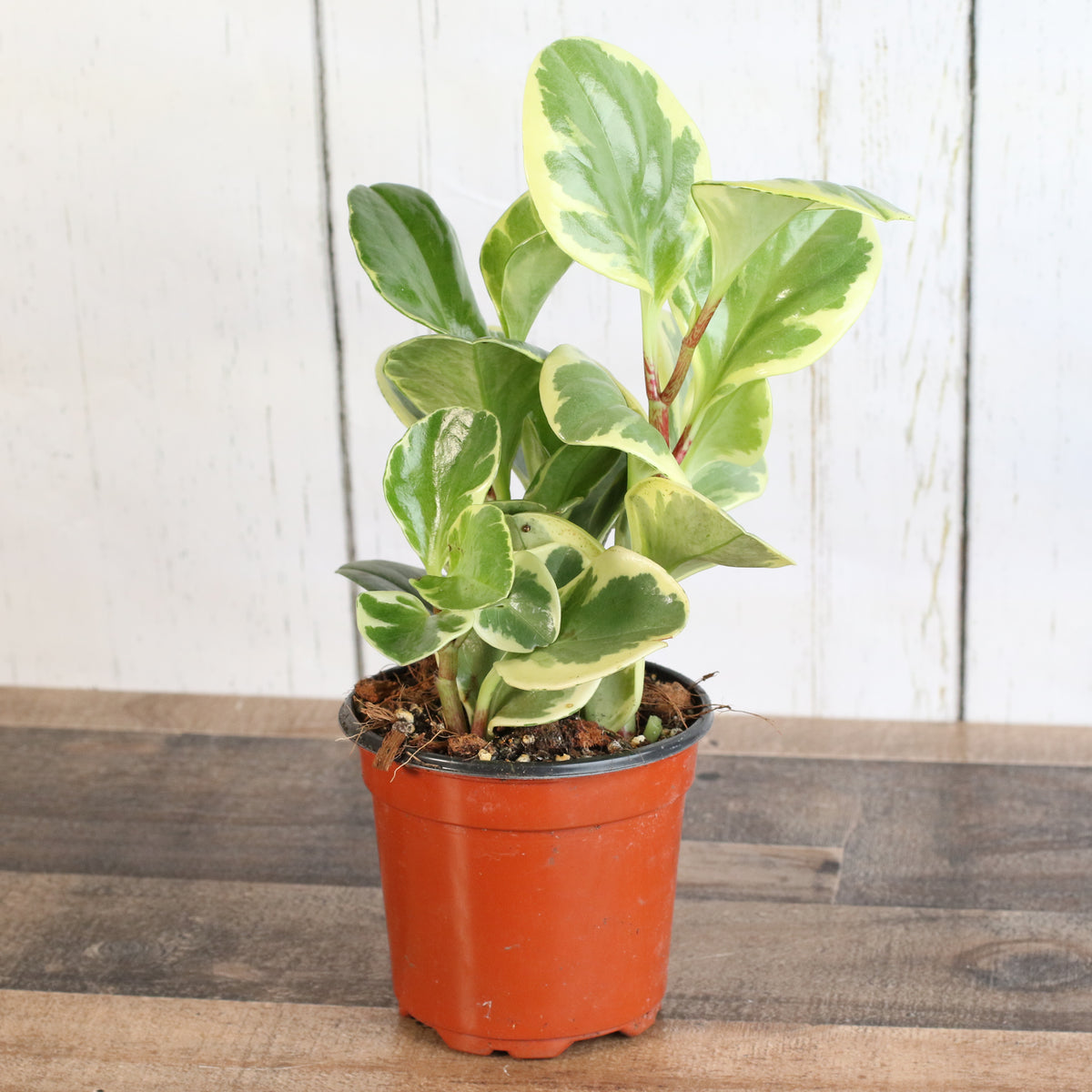 Peperomia Marble Variegated Baby Rubber Plant