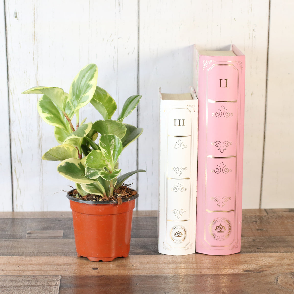 Peperomia Marble Variegated Baby Rubber Plant