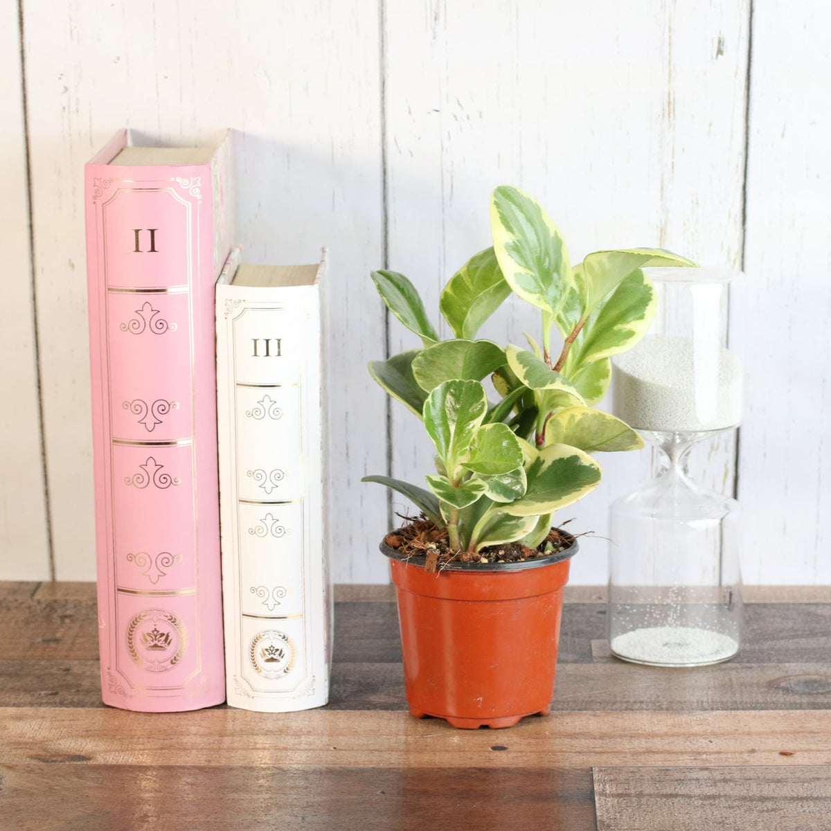 Peperomia Marble Variegated Baby Rubber Plant