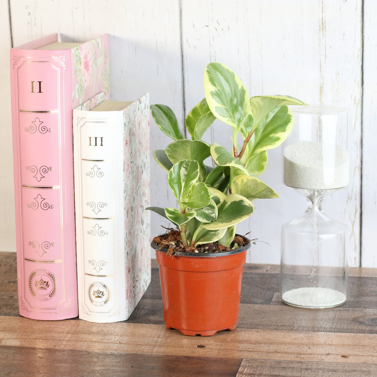 Peperomia Marble Variegated Baby Rubber Plant