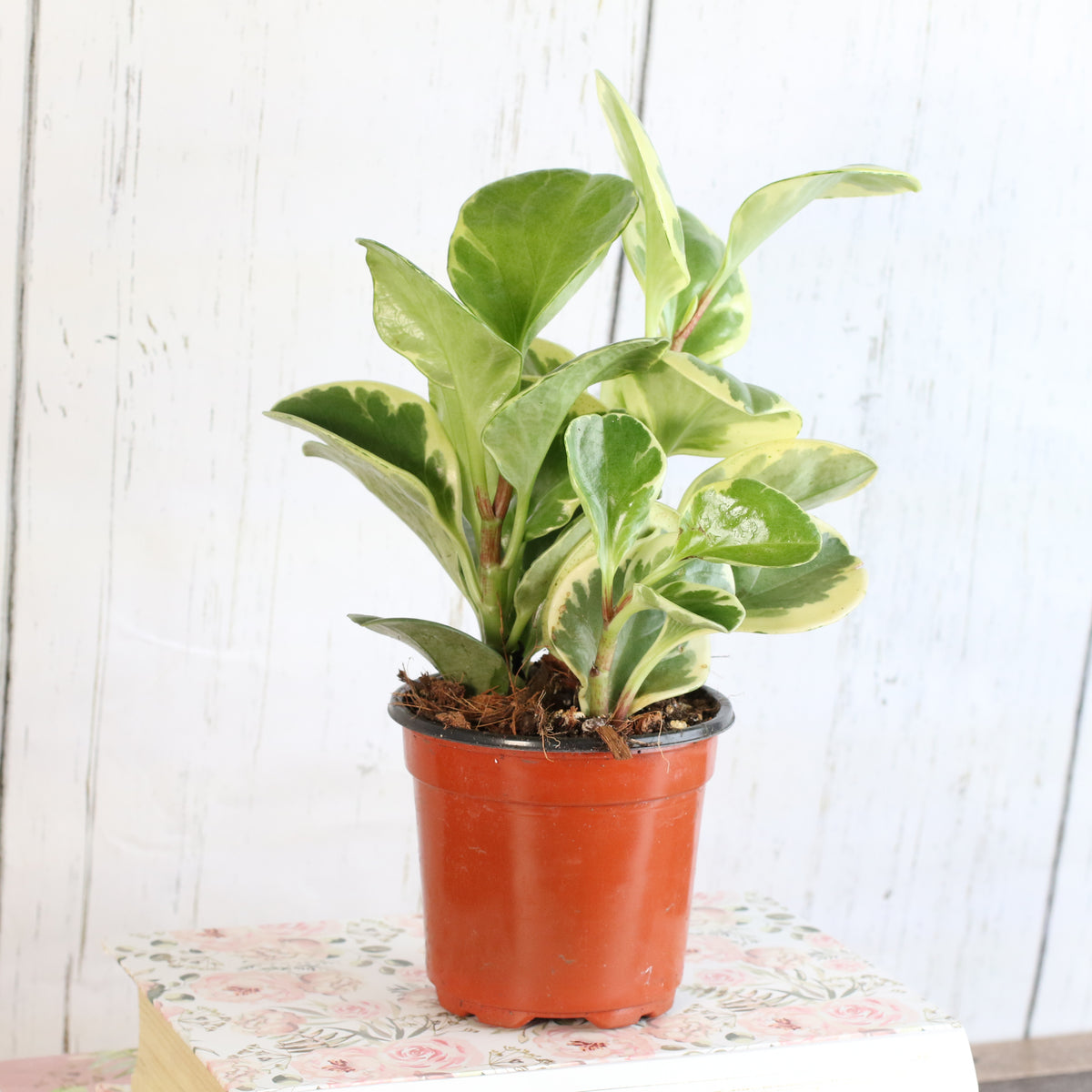 Peperomia Marble Variegated Baby Rubber Plant
