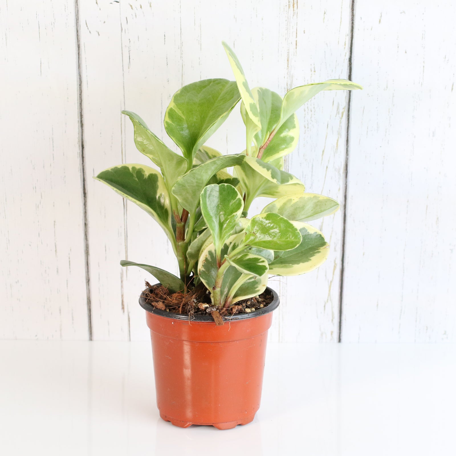 Peperomia Marble Variegated Baby Rubber Plant