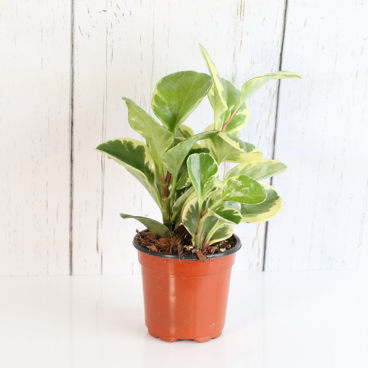 Peperomia Marble Variegated Baby Rubber Plant