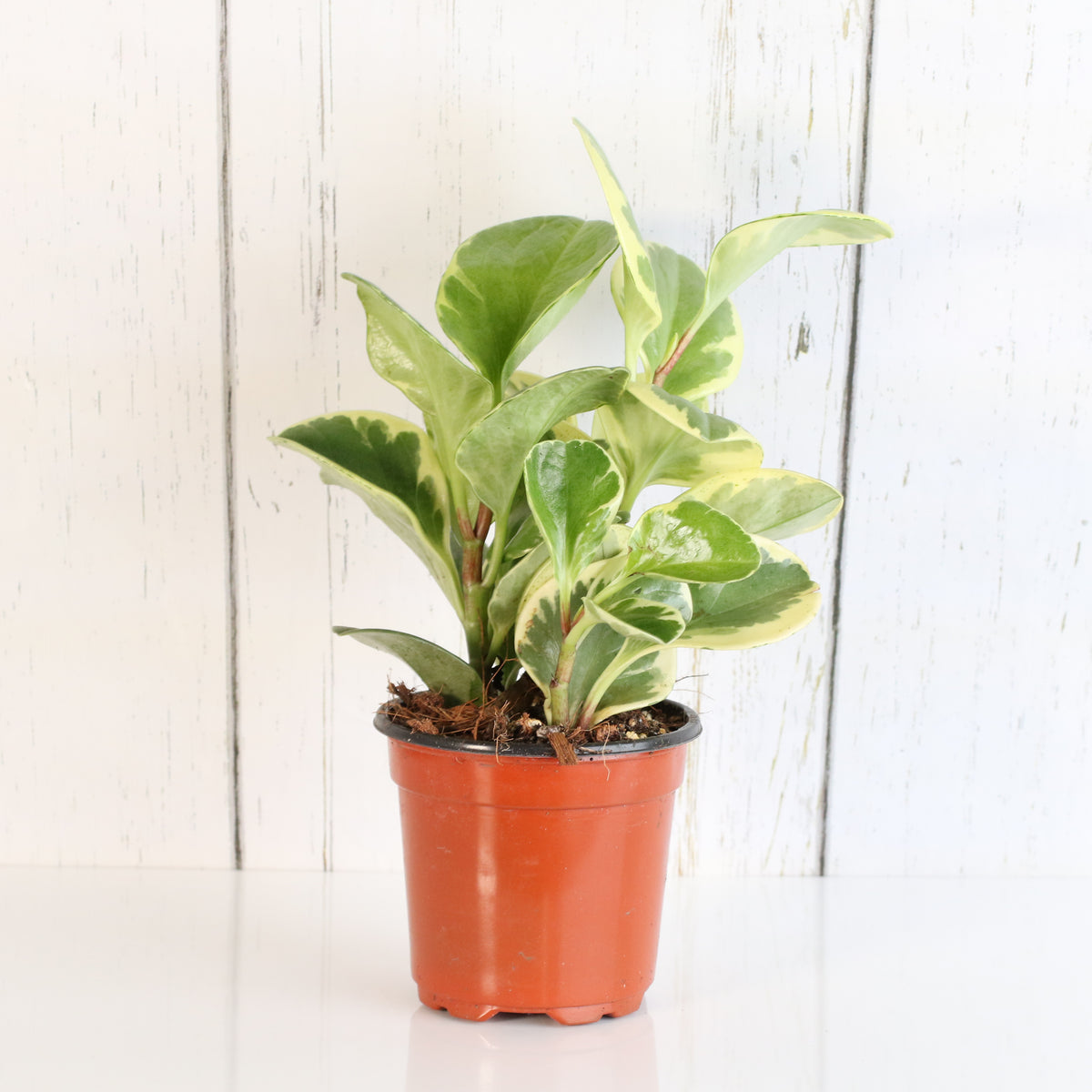 Peperomia Marble Variegated Baby Rubber Plant