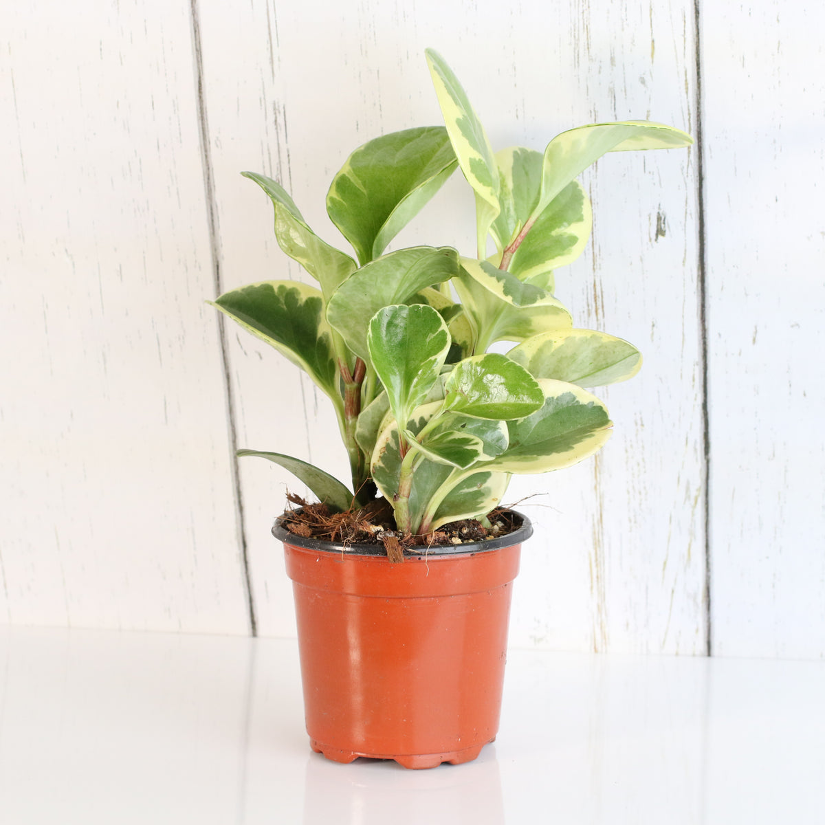Peperomia Marble Variegated Baby Rubber Plant