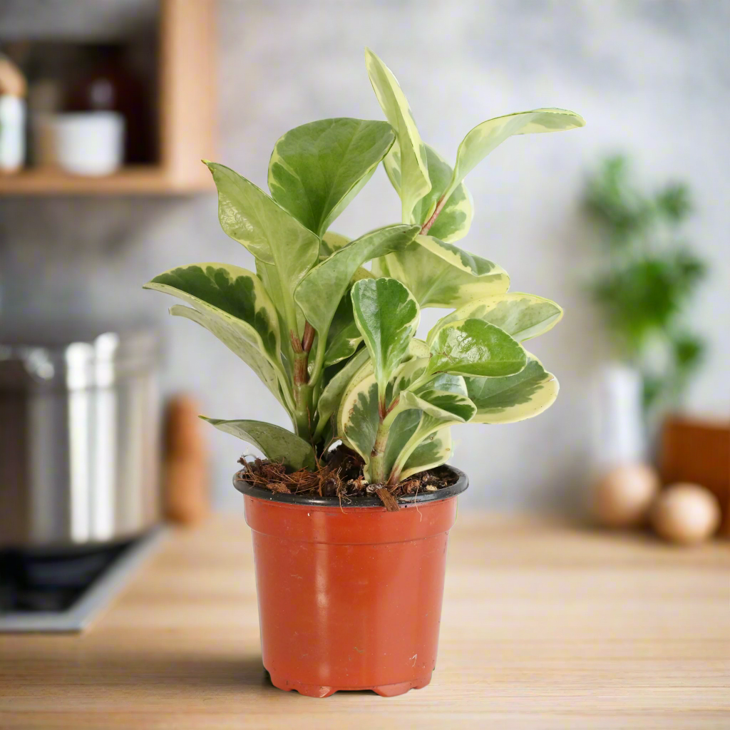 Peperomia Marble Variegated Baby Rubber Plant