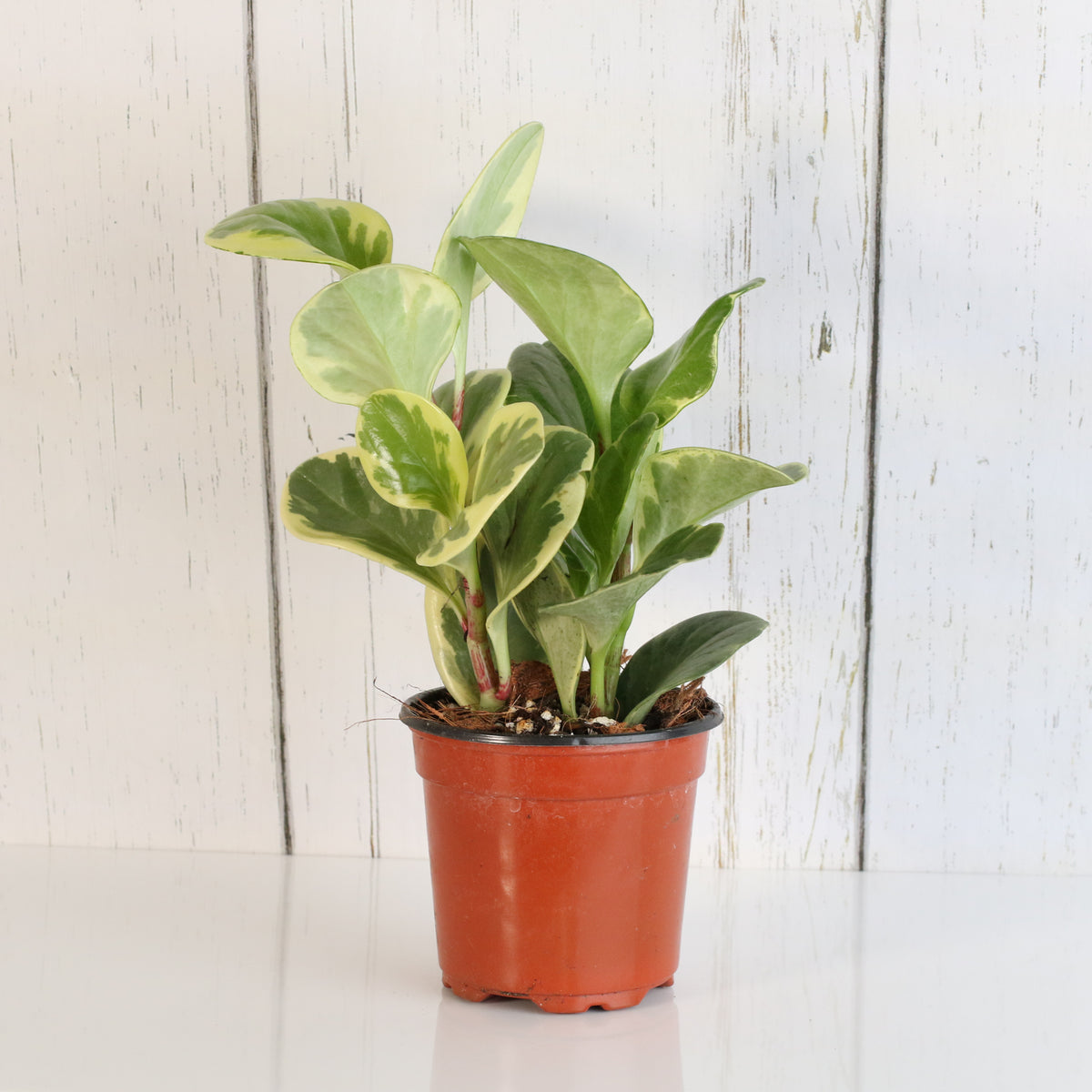Peperomia Marble Variegated Baby Rubber Plant