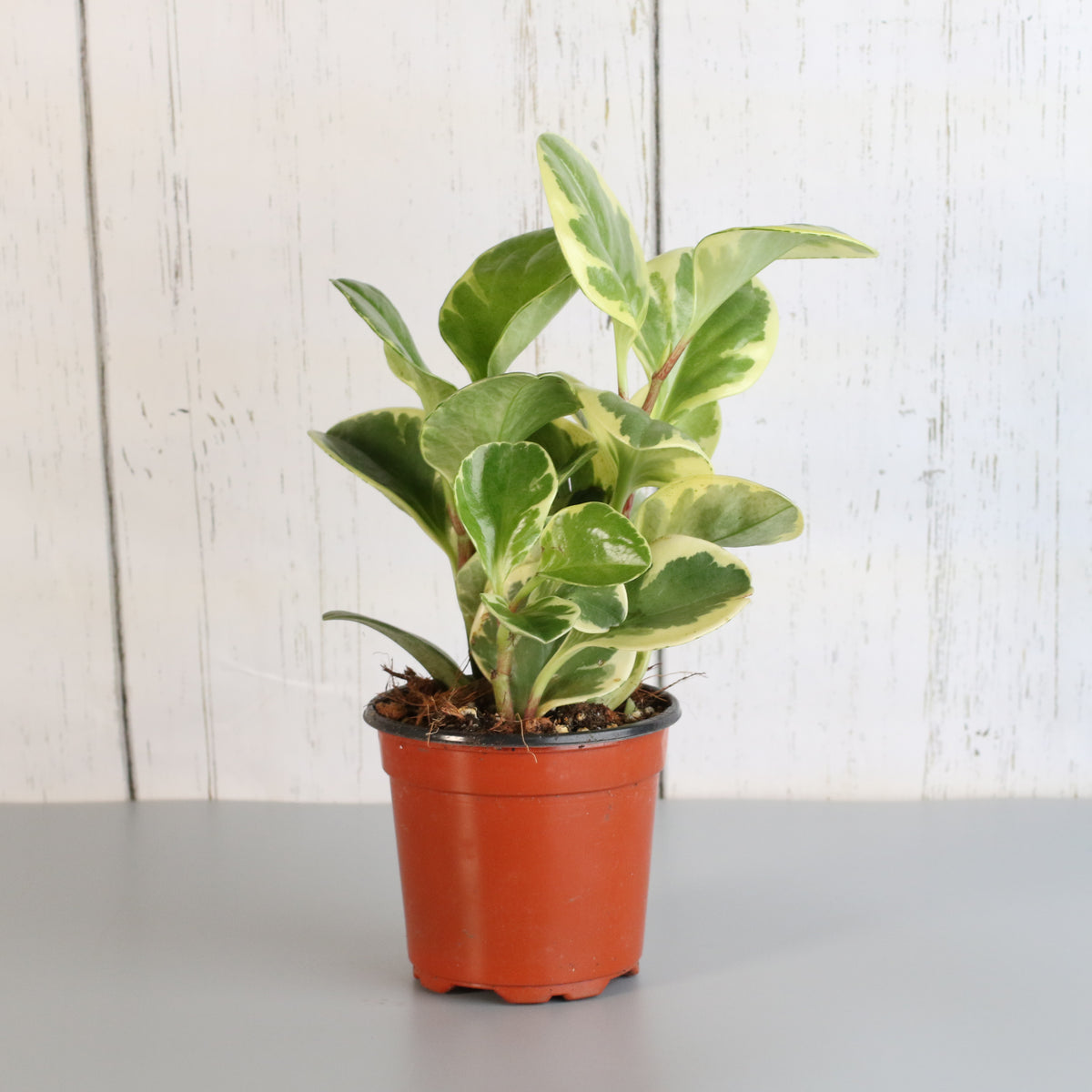 Peperomia Marble Variegated Baby Rubber Plant