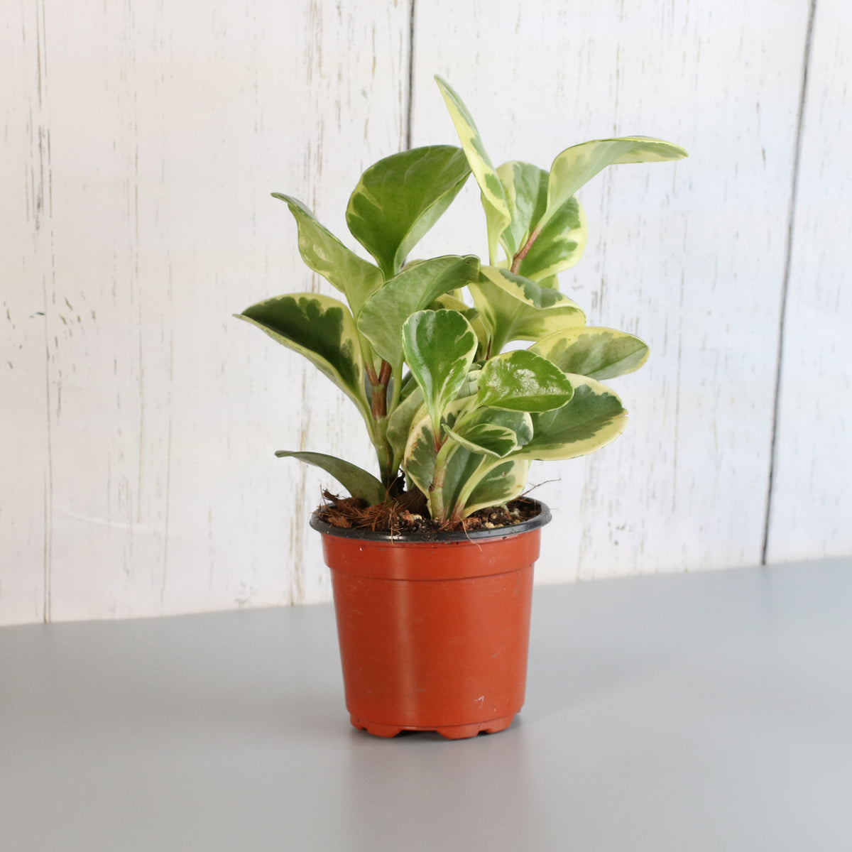 Peperomia Marble Variegated Baby Rubber Plant
