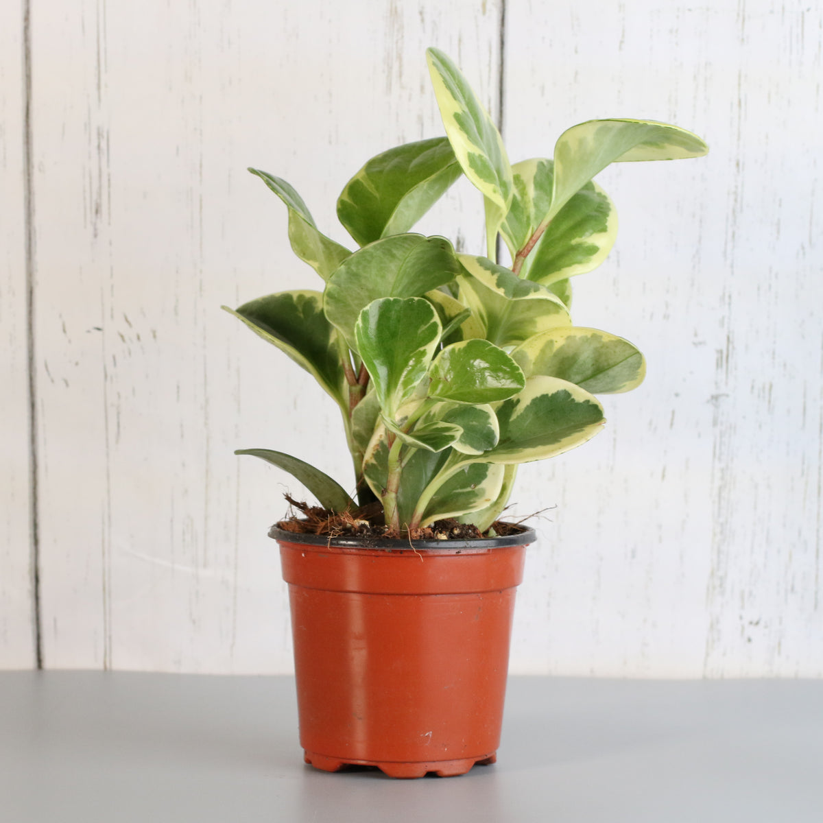 Peperomia Marble Variegated Baby Rubber Plant