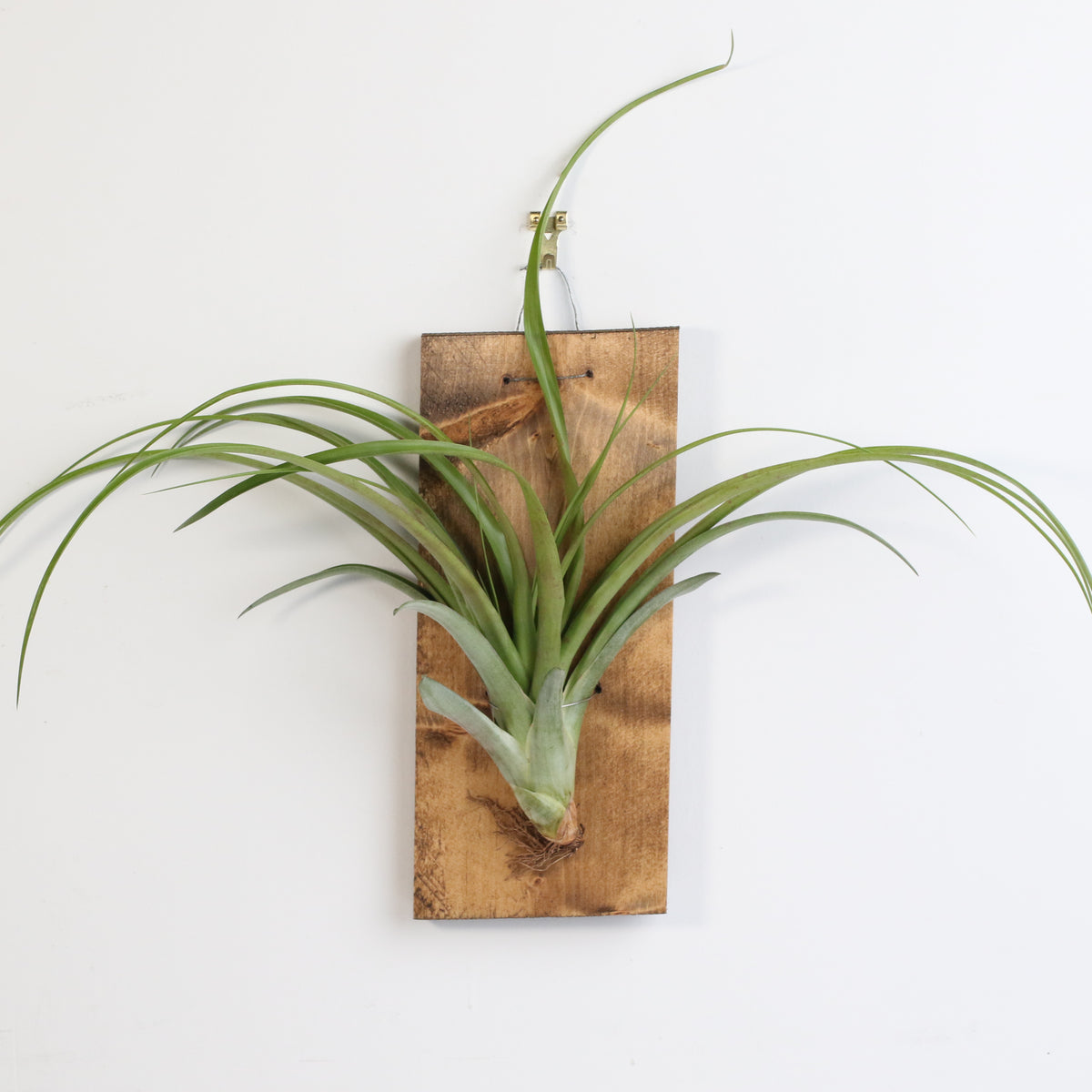 Bare Root Tillandsia Ionatha Rubra