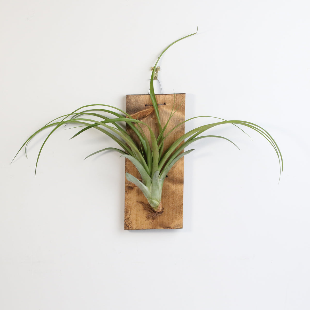 Bare Root Tillandsia Ionatha Rubra