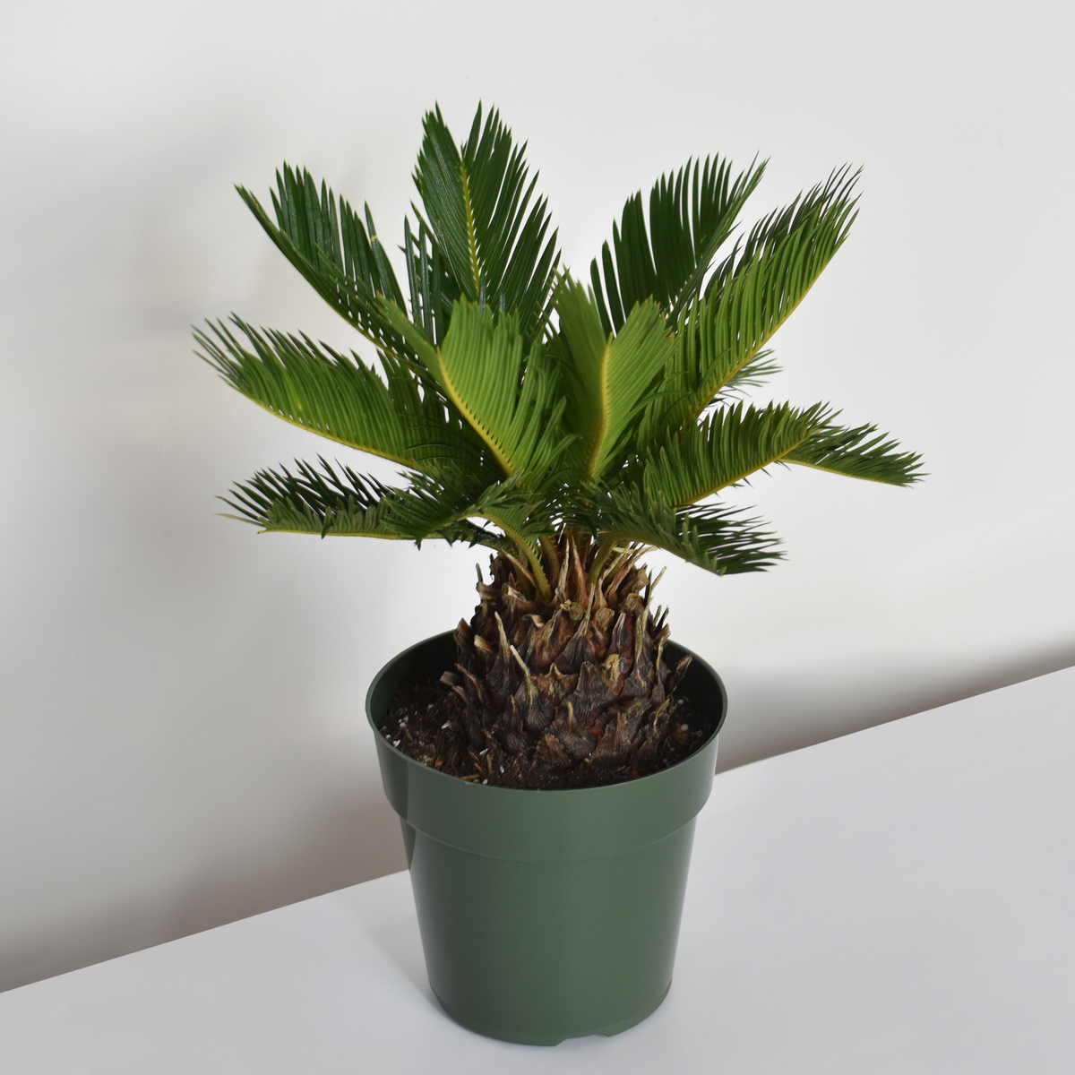 King Sago Palm