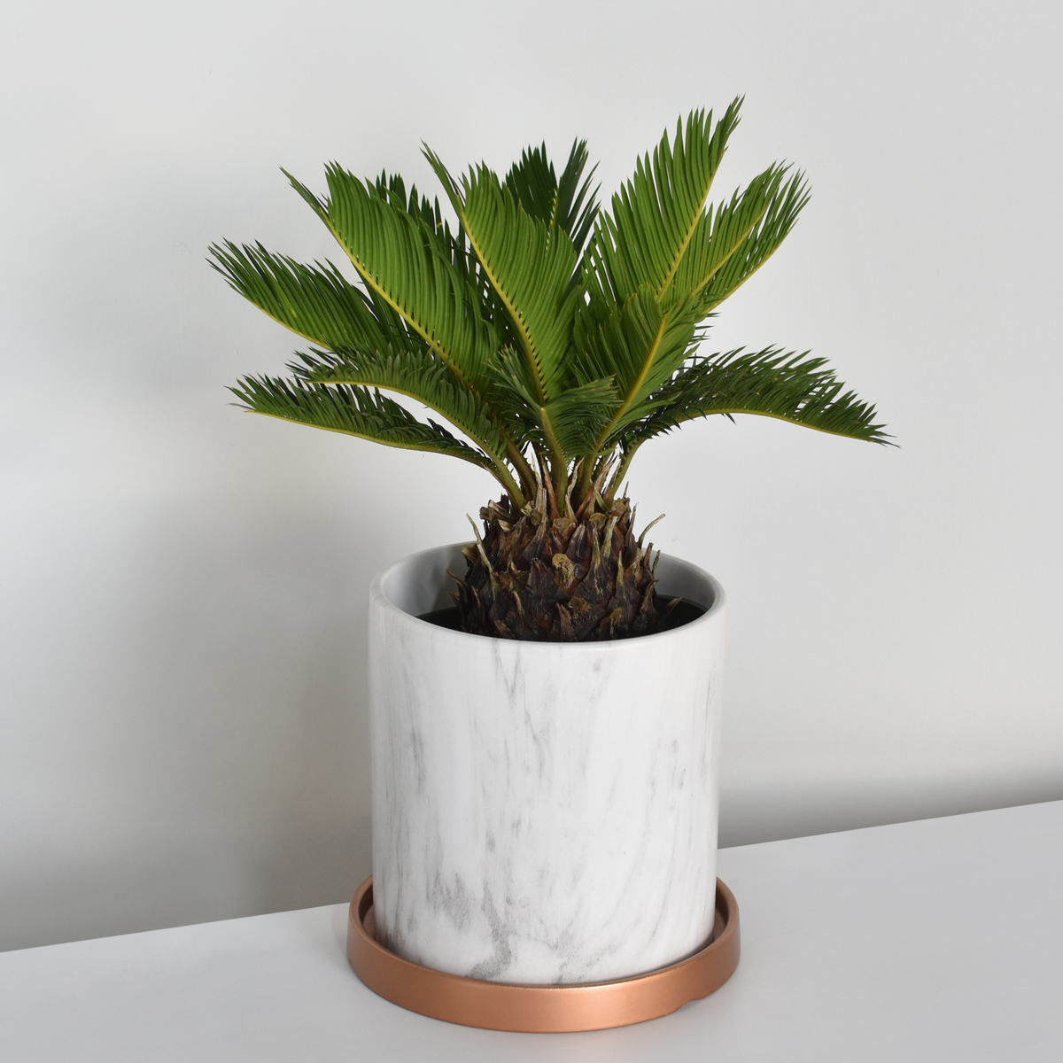 King Sago Palm
