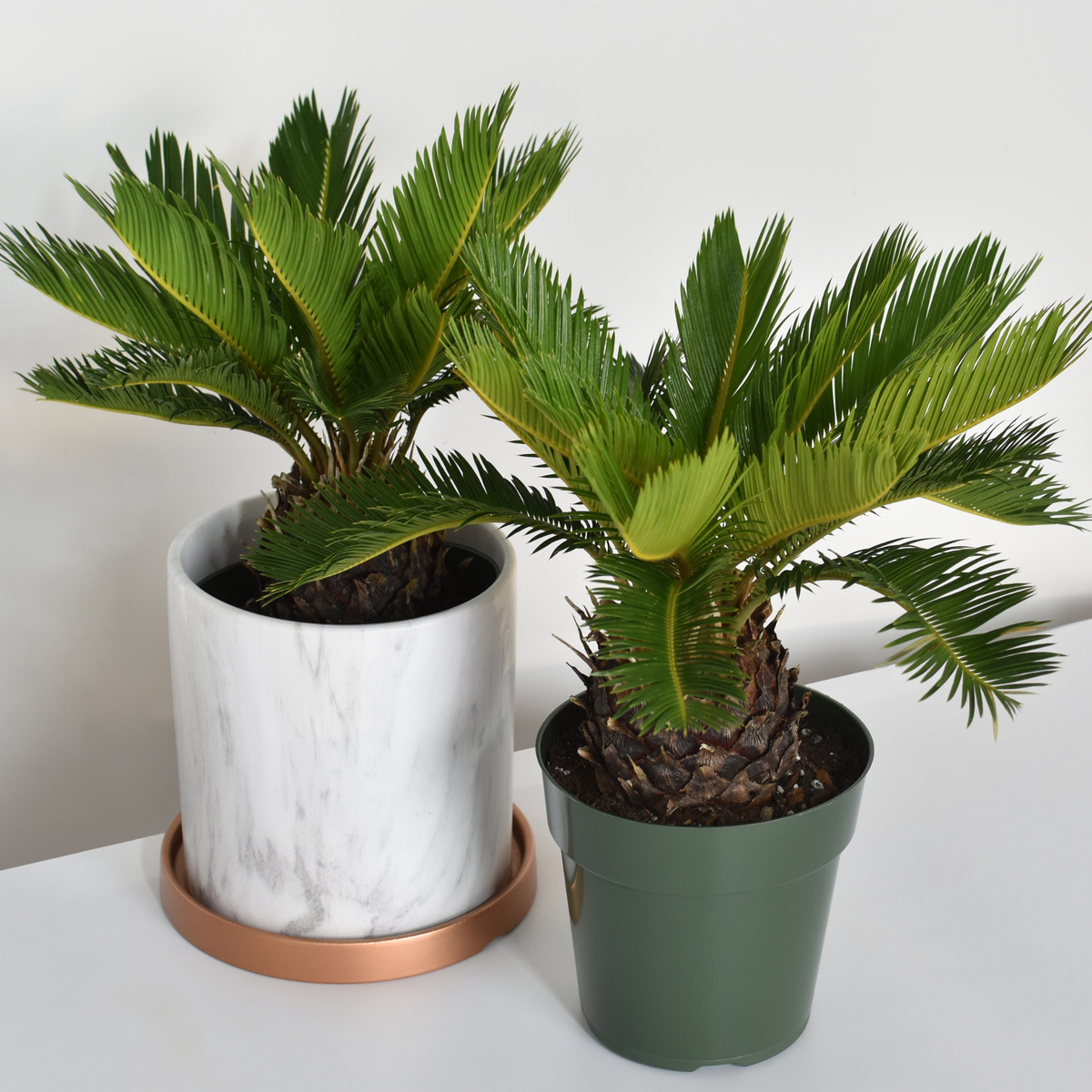 King Sago Palm