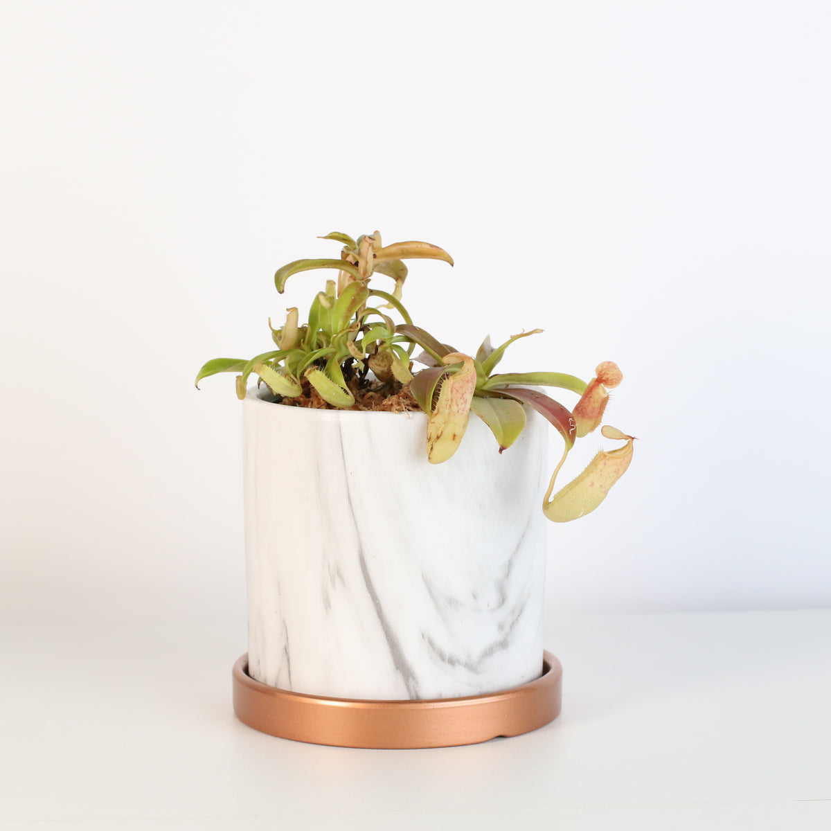 Nepenthes Sanguinea Carnivorous Plant in Daphne 4.5" Ceramic Planter.
