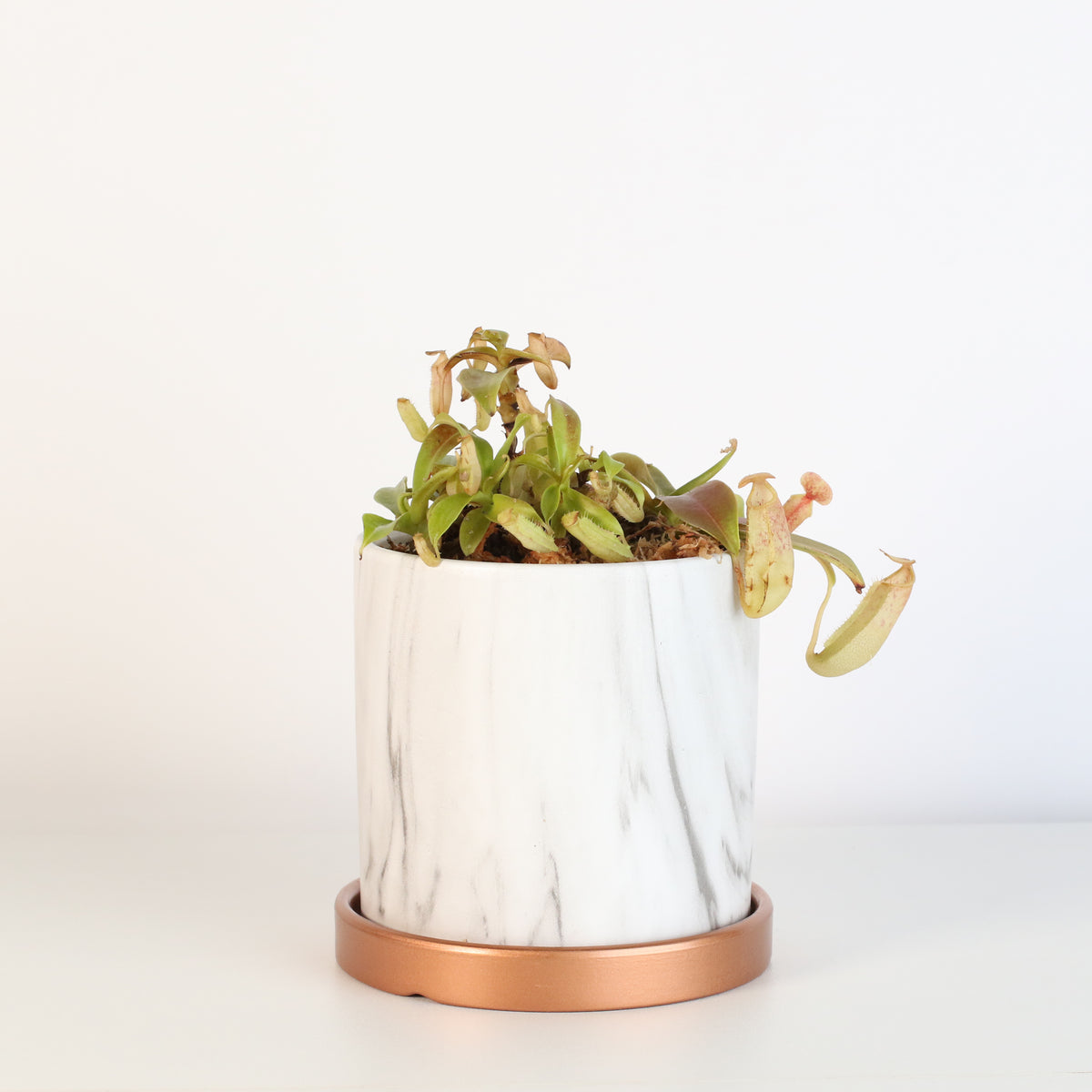 Nepenthes Sanguinea Carnivorous Pitcher Plant