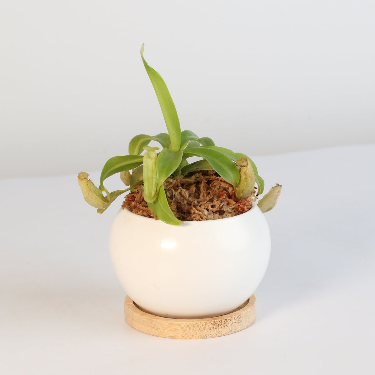 Nepenthes Sanguinea Carnivorous Pitcher Plant