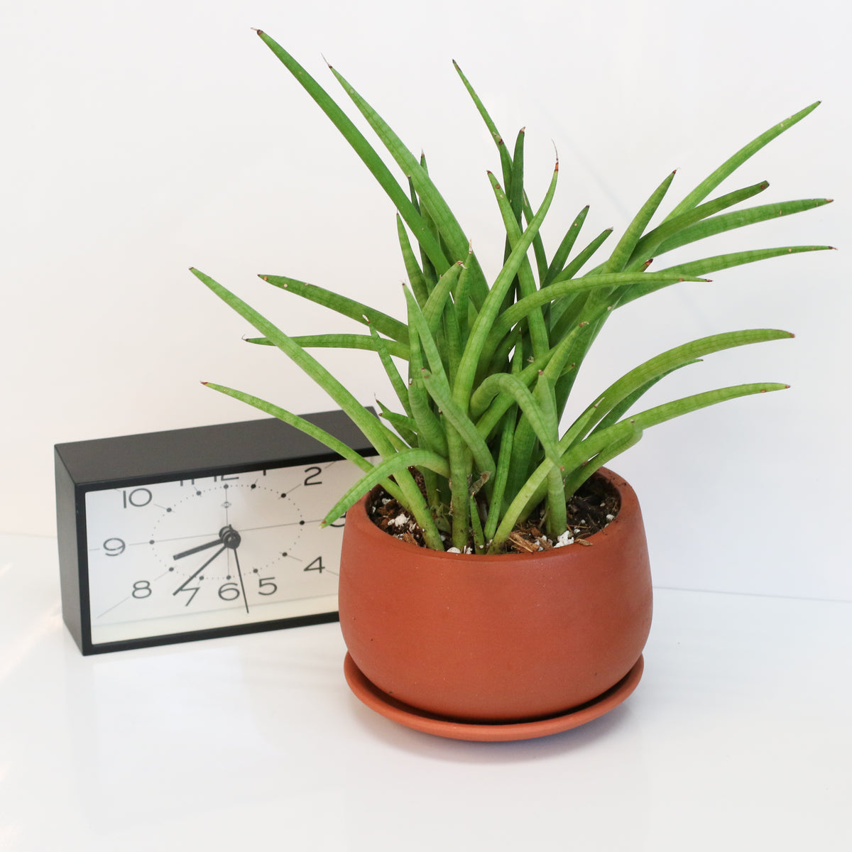 Sanseveria Cylindrea Snake Plant